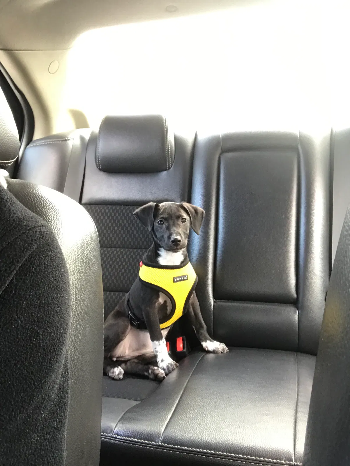 Lost dog in Darby, PA, 19023