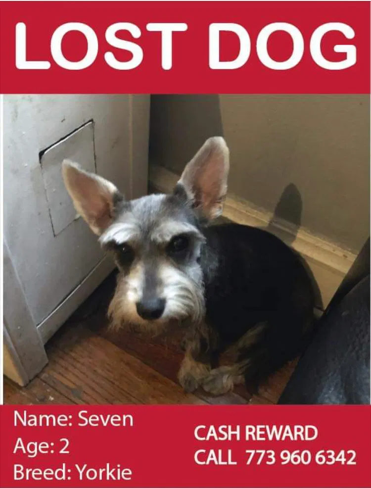Missing Dog