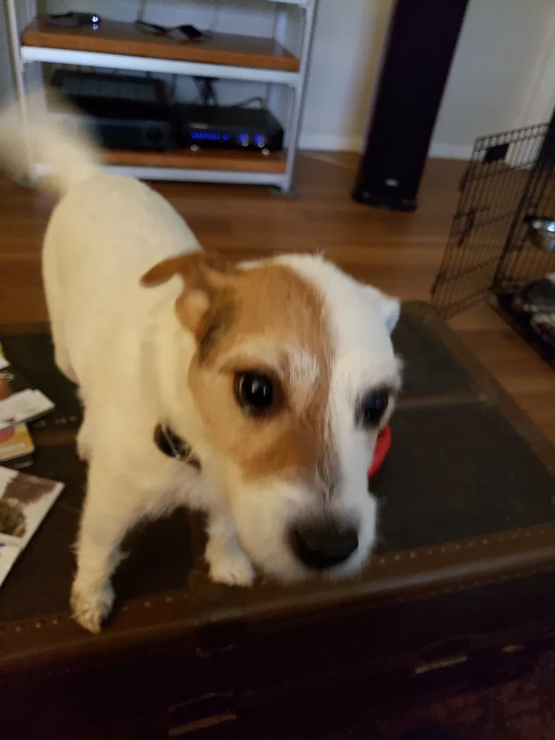 Lost dog in Montgomery, TX, 77316