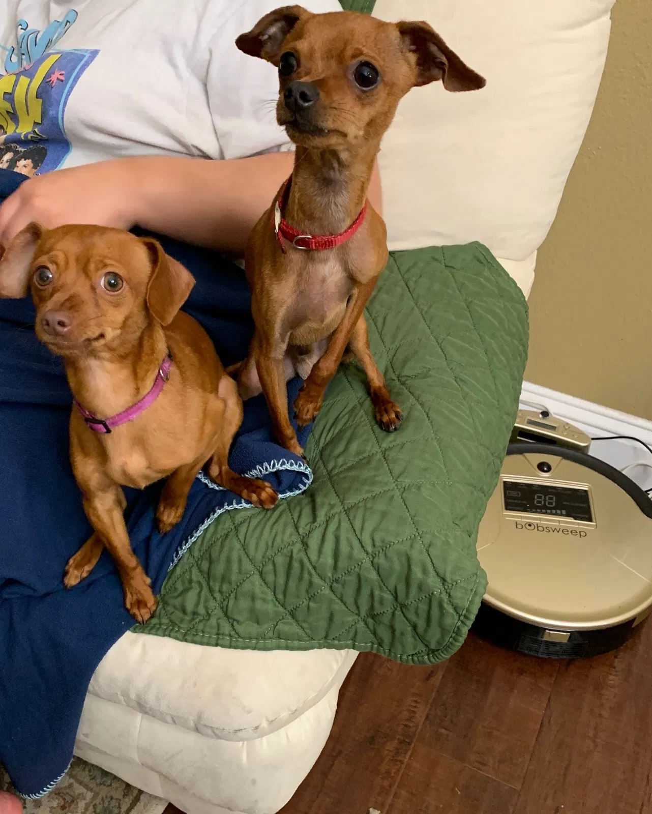 Lost dog in Fairfield, CA, 94533