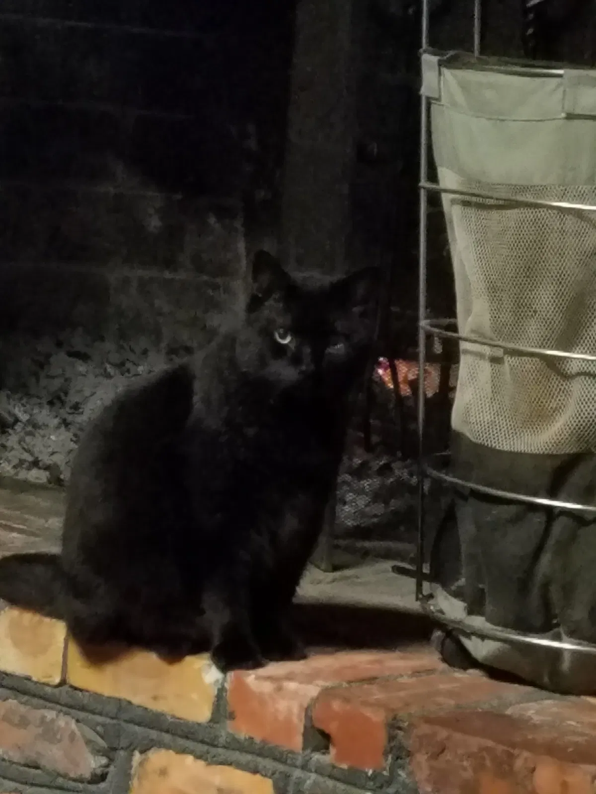 Lost cat in Newport News, VA, 23602