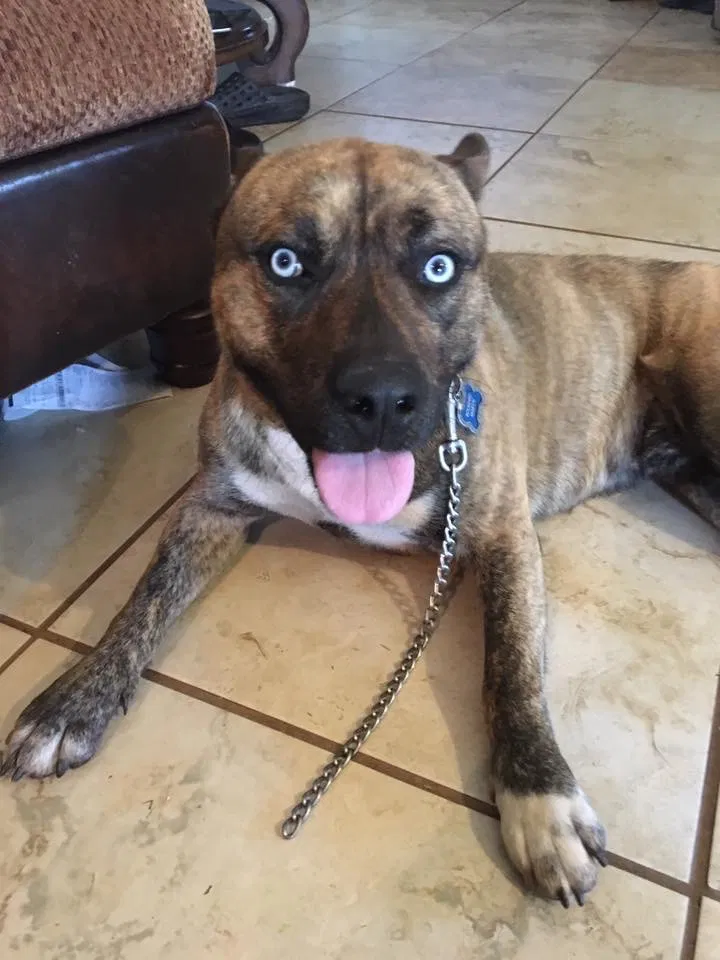Lost dog in Piedmont, OK, 73078