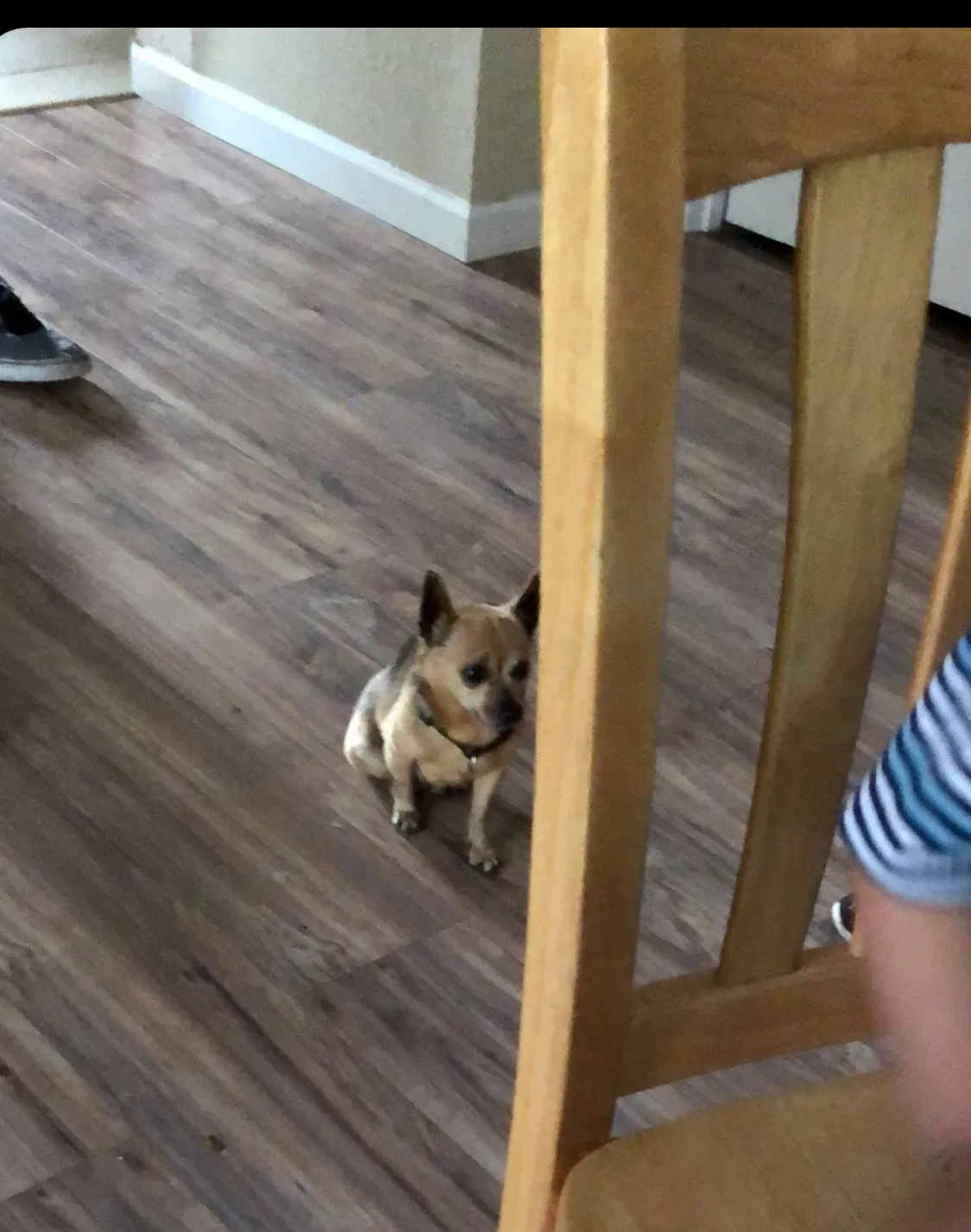 Lost dog in Portland, OR, 97266