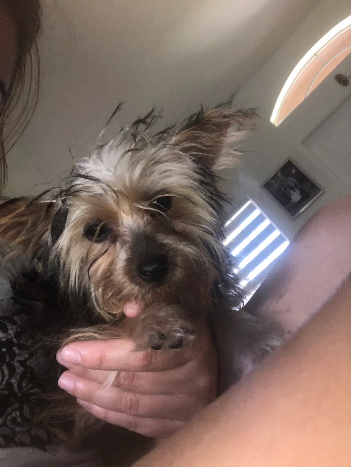 Lost dog in Miami, FL, 33170