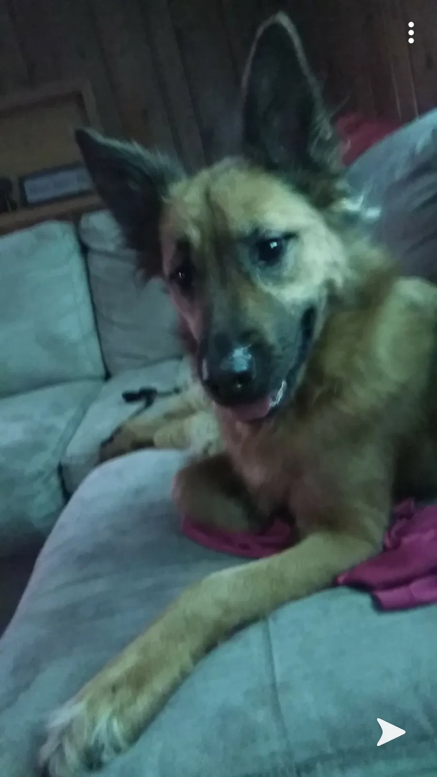 Lost dog in Burnsville, MN, 55337