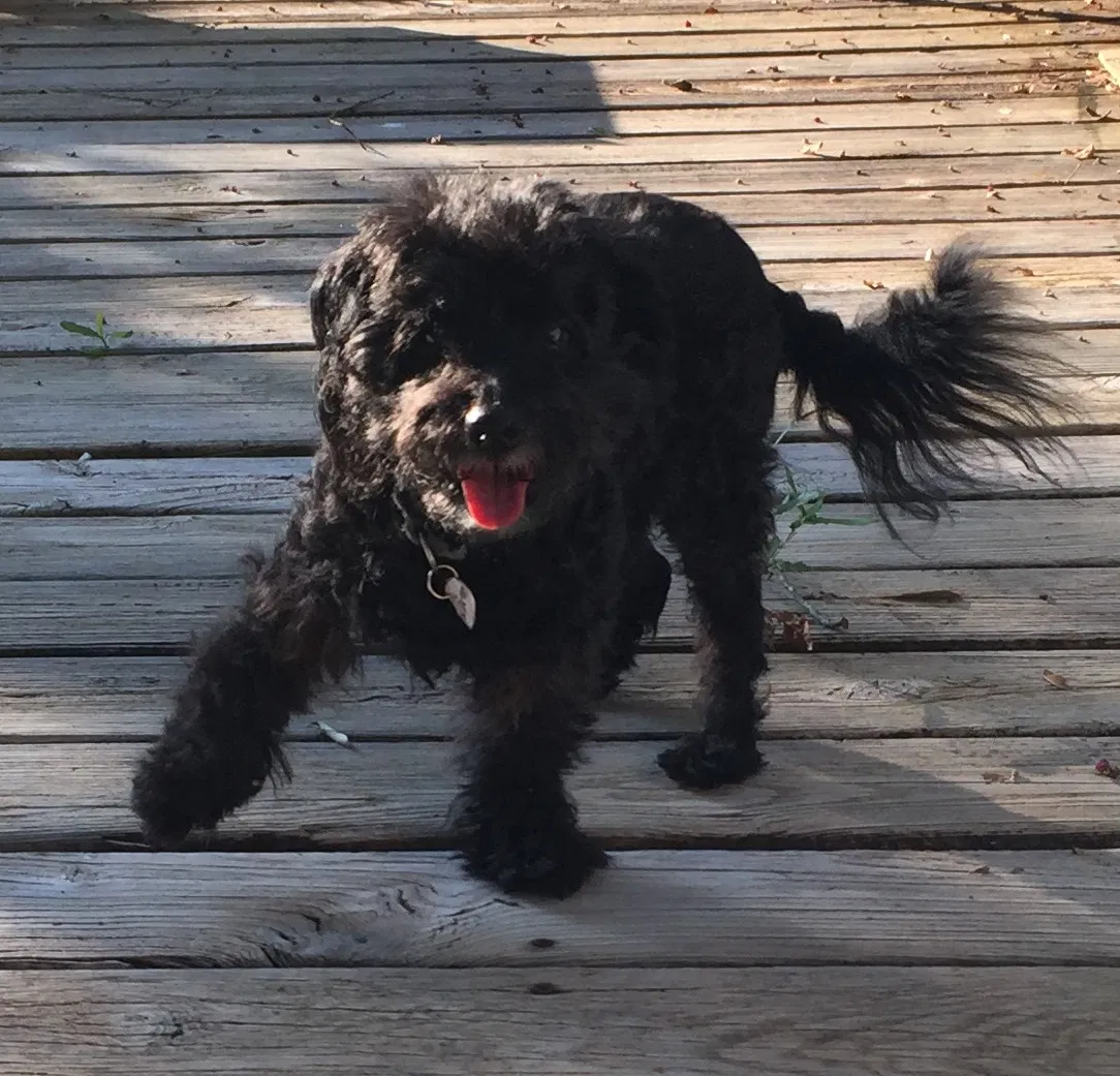 Lost dog in Knoxville, TN, 37921