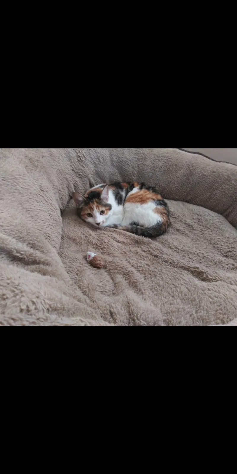 Lost cat in Cleveland, OH, 44129