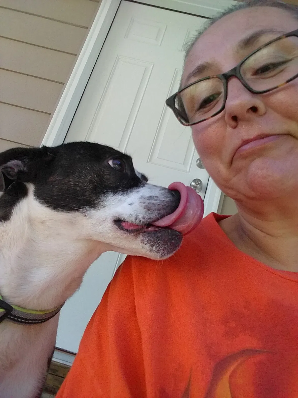 Lost dog in Springdale, AR, 72764