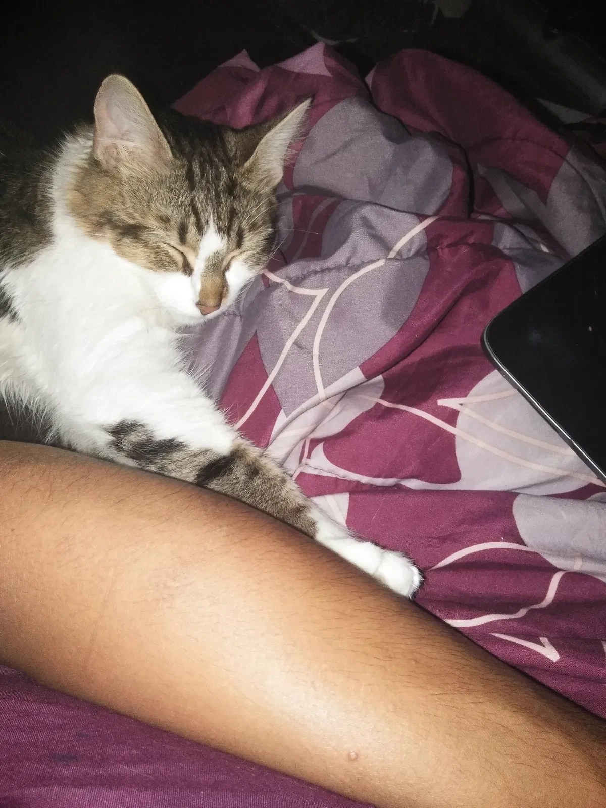 Lost cat in Nashville, TN, 37210