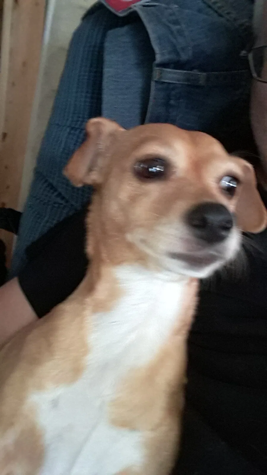 Lost dog in Flint, MI, 48506