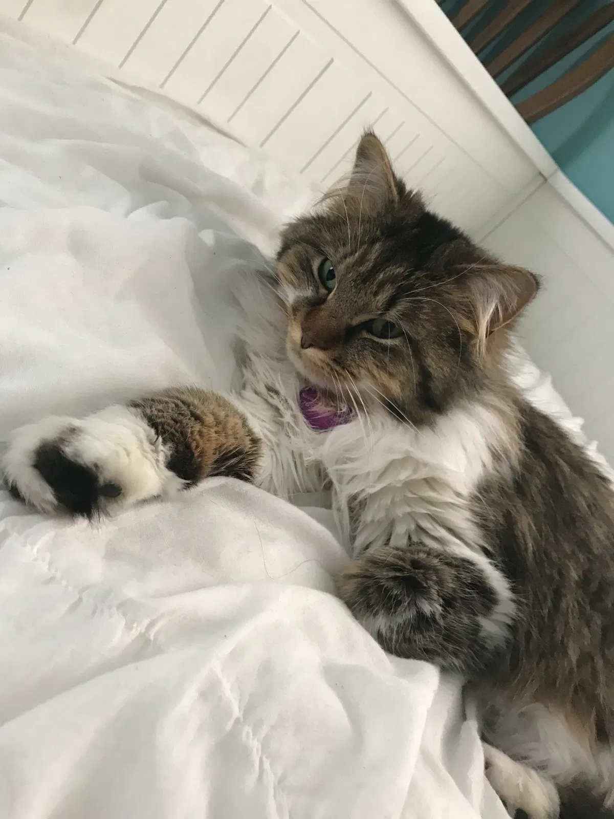 Lost cat in Minneapolis, MN, 55434