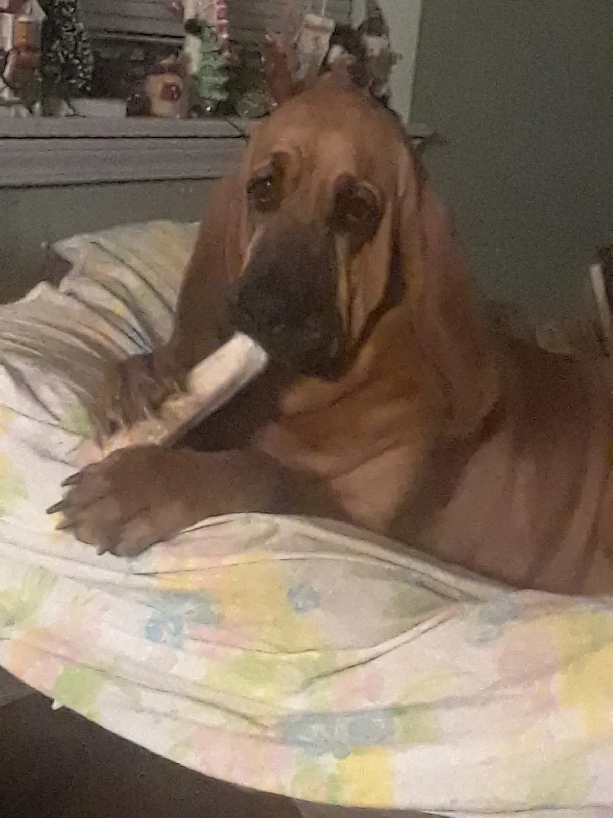 Lost dog in Welch, OK, 74369