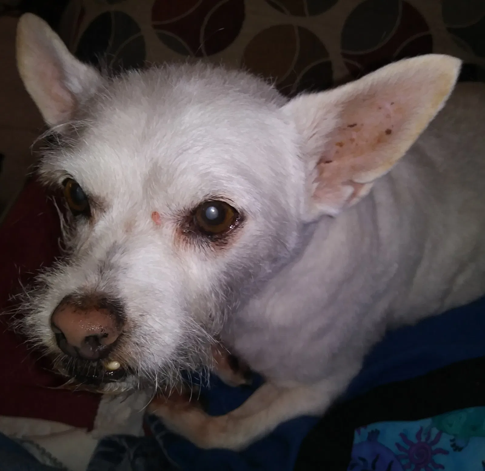 Lost dog in Las Cruces, NM, 88005