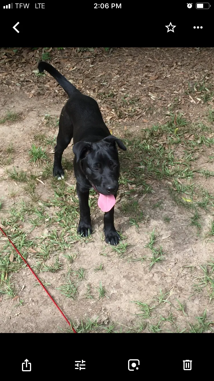 Lost dog in Mc David, FL, 32568