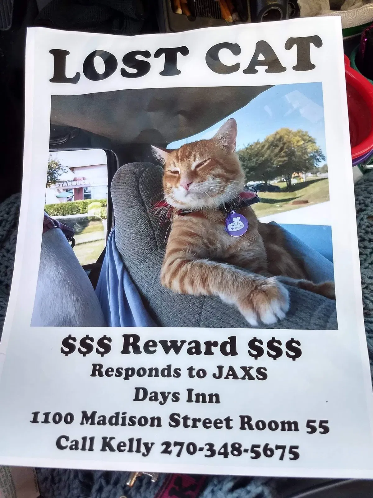 Lost cat in Clarksville, TN, 37040
