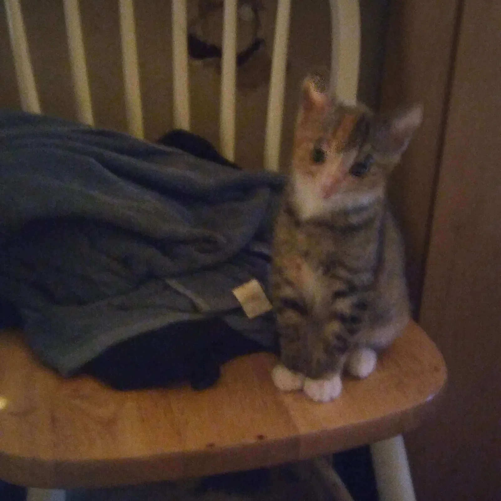 Lost cat in Spring Valley, CA, 91977