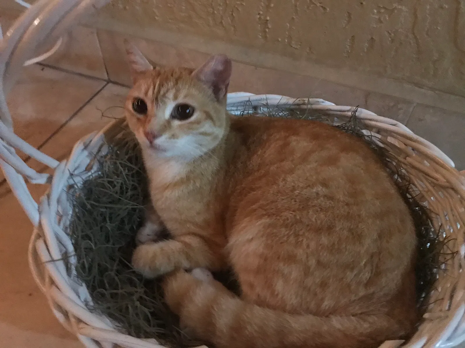 Lost cat in Miami, FL, 33175