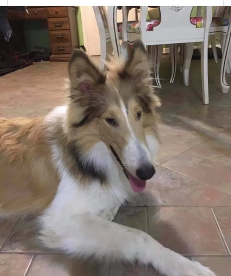 Lost dog in Savannah, TN, 38372