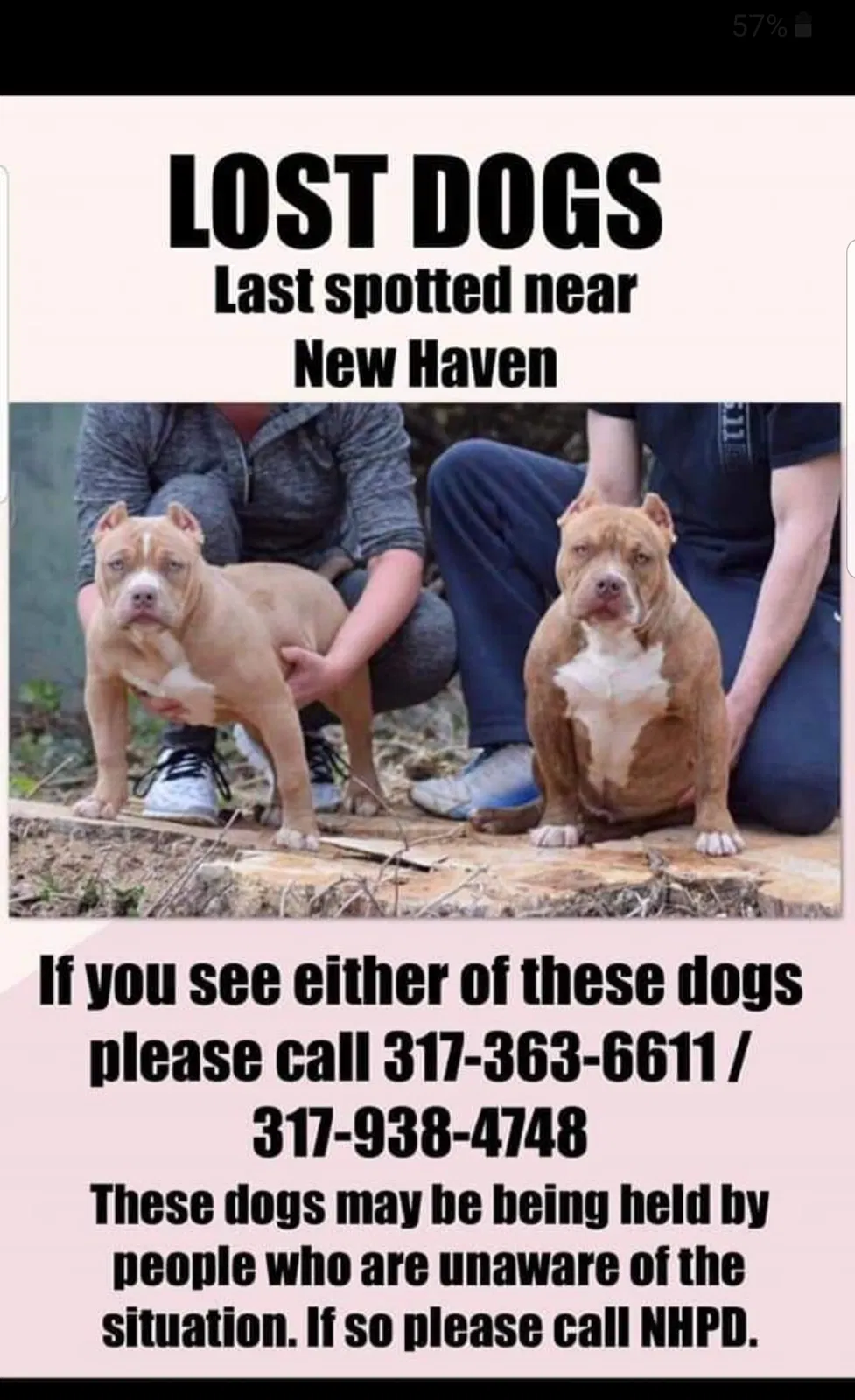 Lost dog in New Haven, IN, 46774