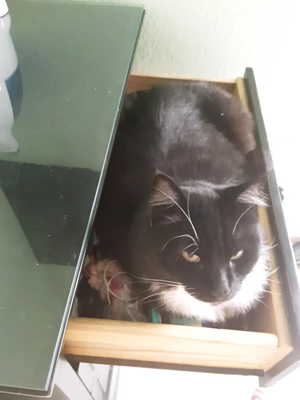 Lost cat in Riverbank, CA, 95367