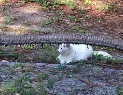 Lost cat in Dunnellon, FL, 34432