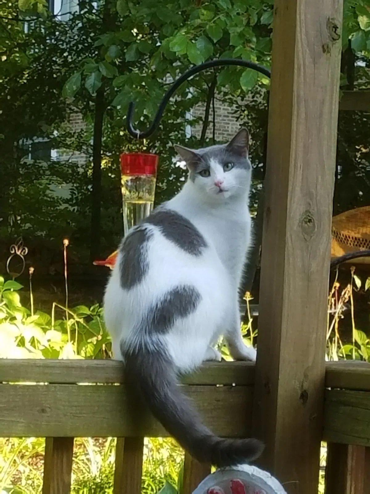Lost cat in Midlothian, VA, 23114