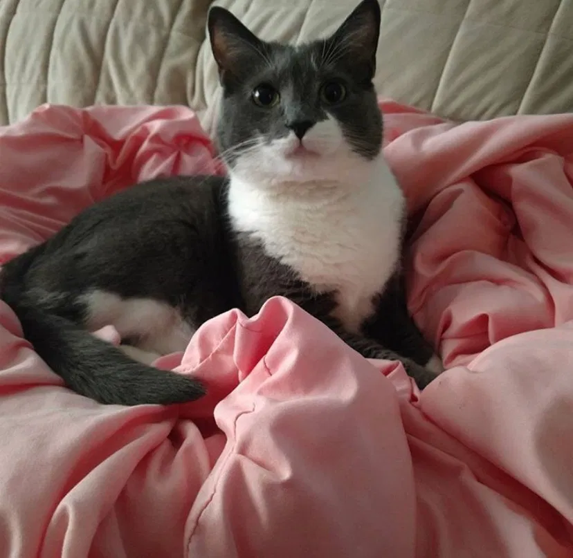 Lost cat in Cincinnati, OH, 45251