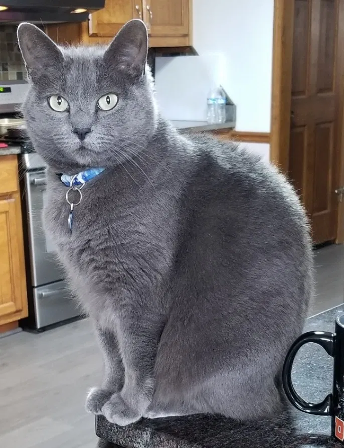 Lost cat in Buford, GA, 30518