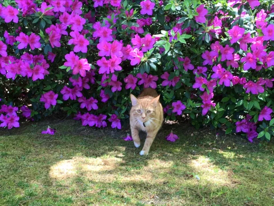 Lost cat in Duluth, GA, 30097
