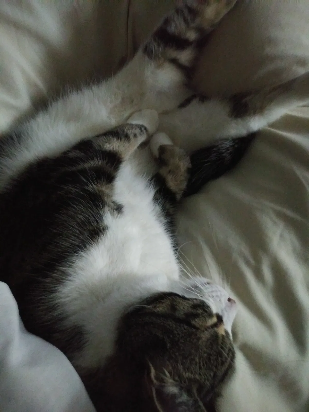 Lost cat in Lake Charles, LA, 70605
