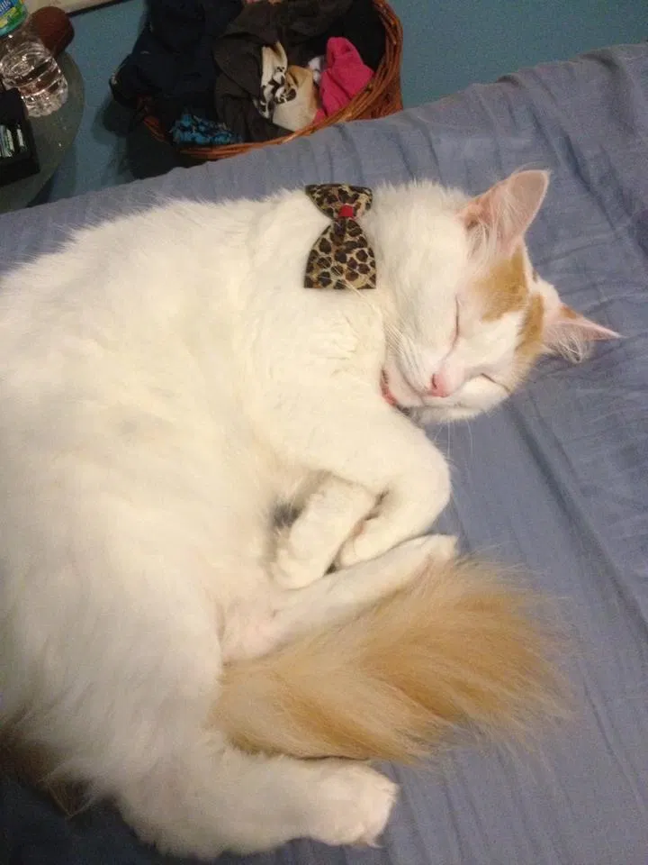 Lost cat in Palm Bay, FL, 32909