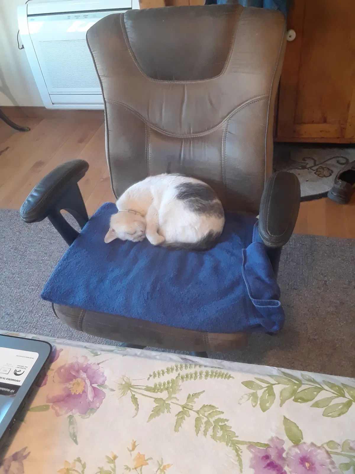 Lost cat in Amherst, VA, 24521