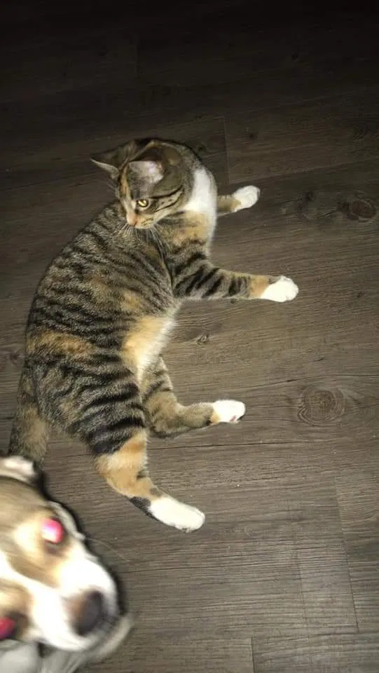 Lost cat in Guyton, GA, 31312