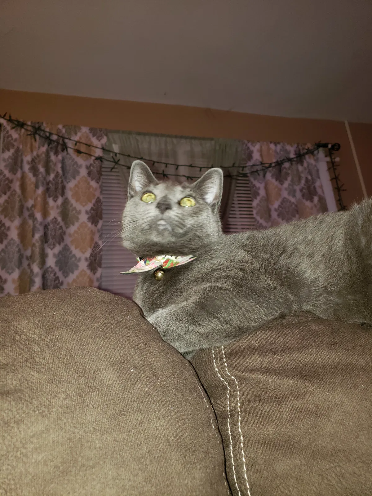 Lost cat in Lynchburg, VA, 24503