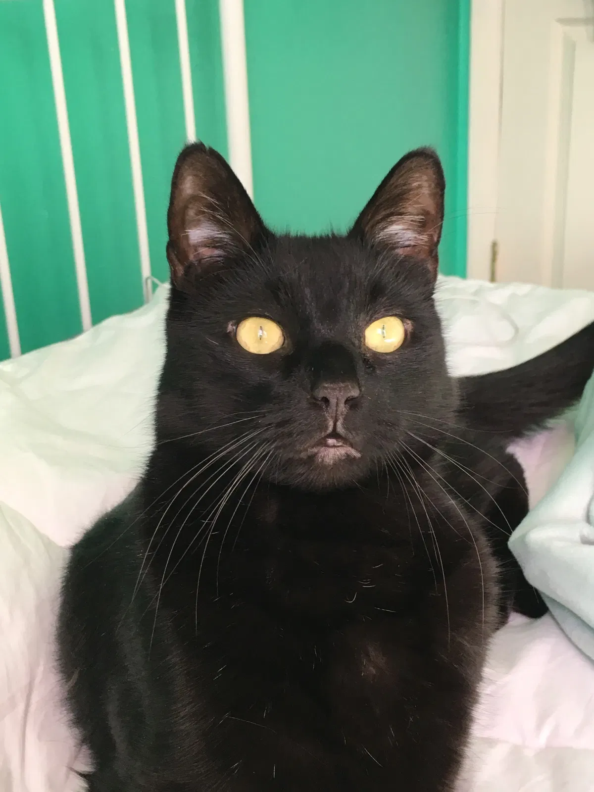 Lost cat in Hatboro, PA, 19040