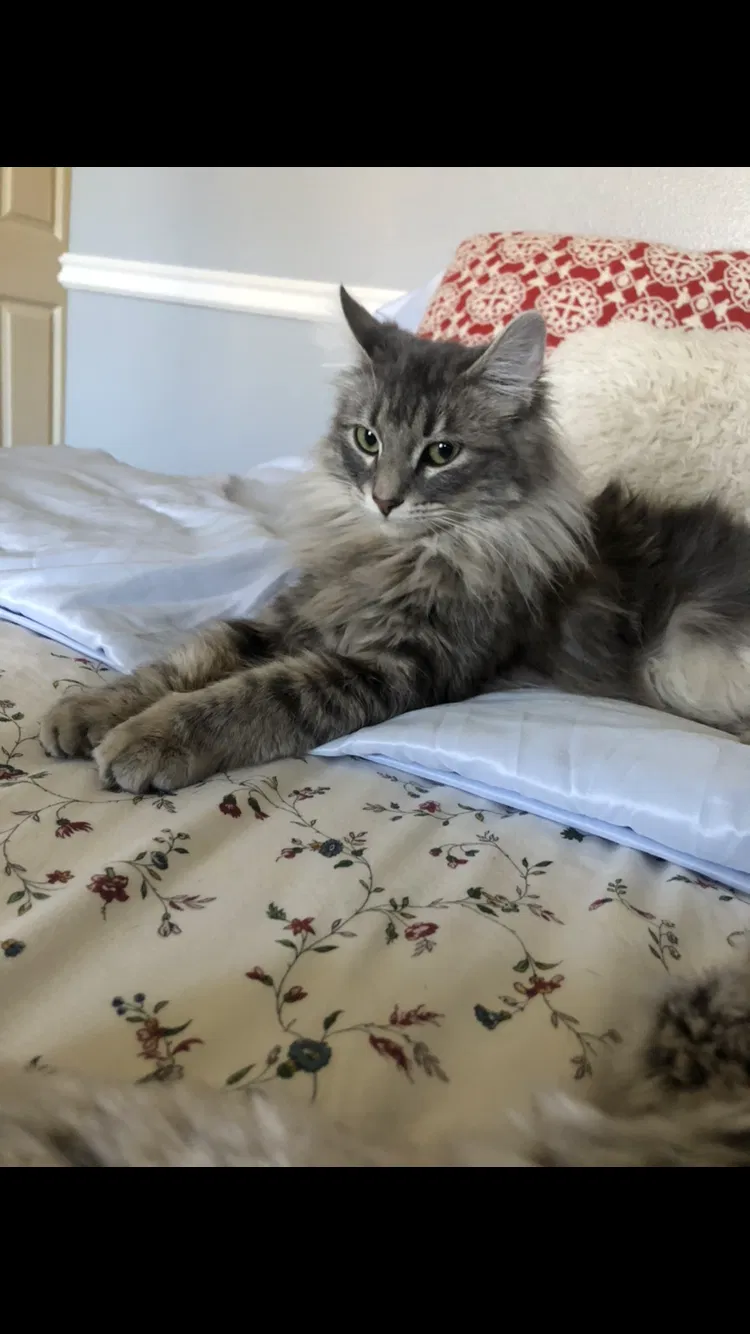 Lost cat in Portland, OR, 97224