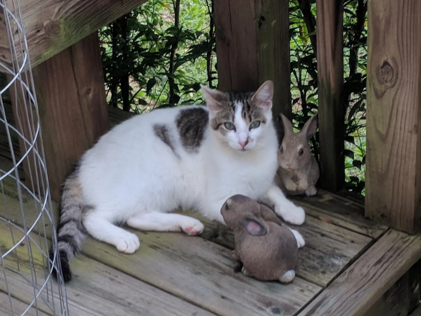Lost cat in Jasper, GA, 30143