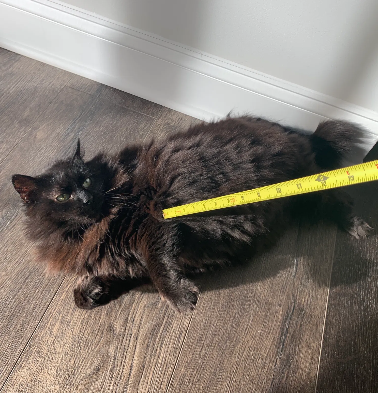Lost cat in Raleigh, NC, 27617