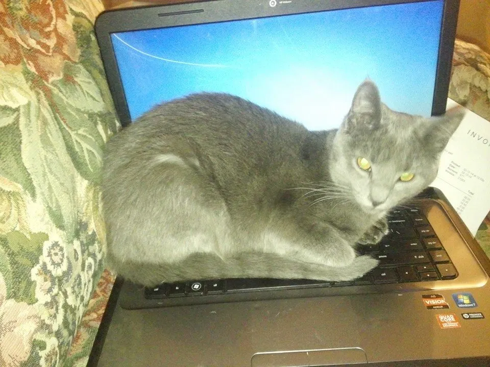 Lost cat in Newburgh, IN, 47630