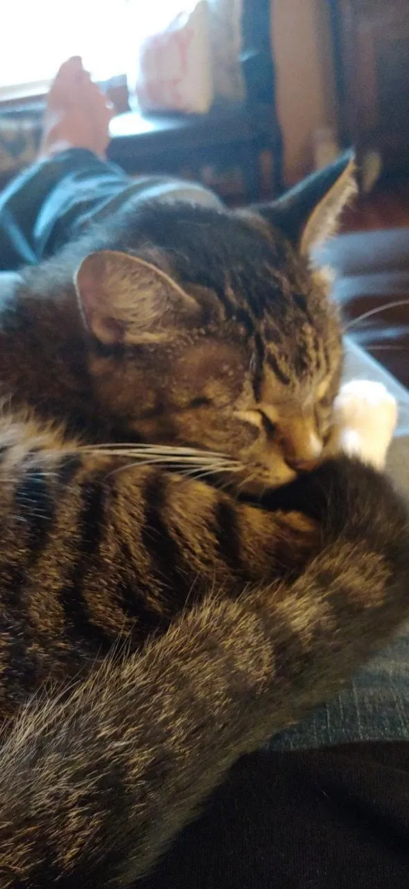 Lost cat in Pesotum, IL, 61863