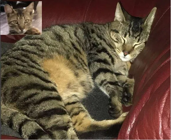 Lost cat in Titusville, FL, 32780