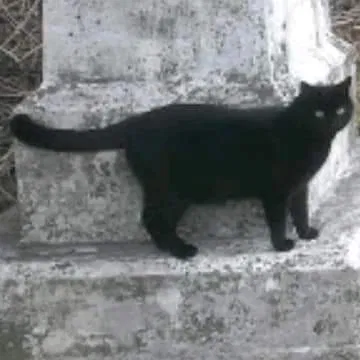 Lost cat in Knoxville, TN, 37915