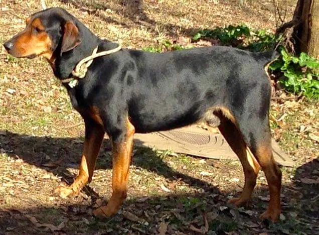 Lost dog in Springfield, MO, 65803