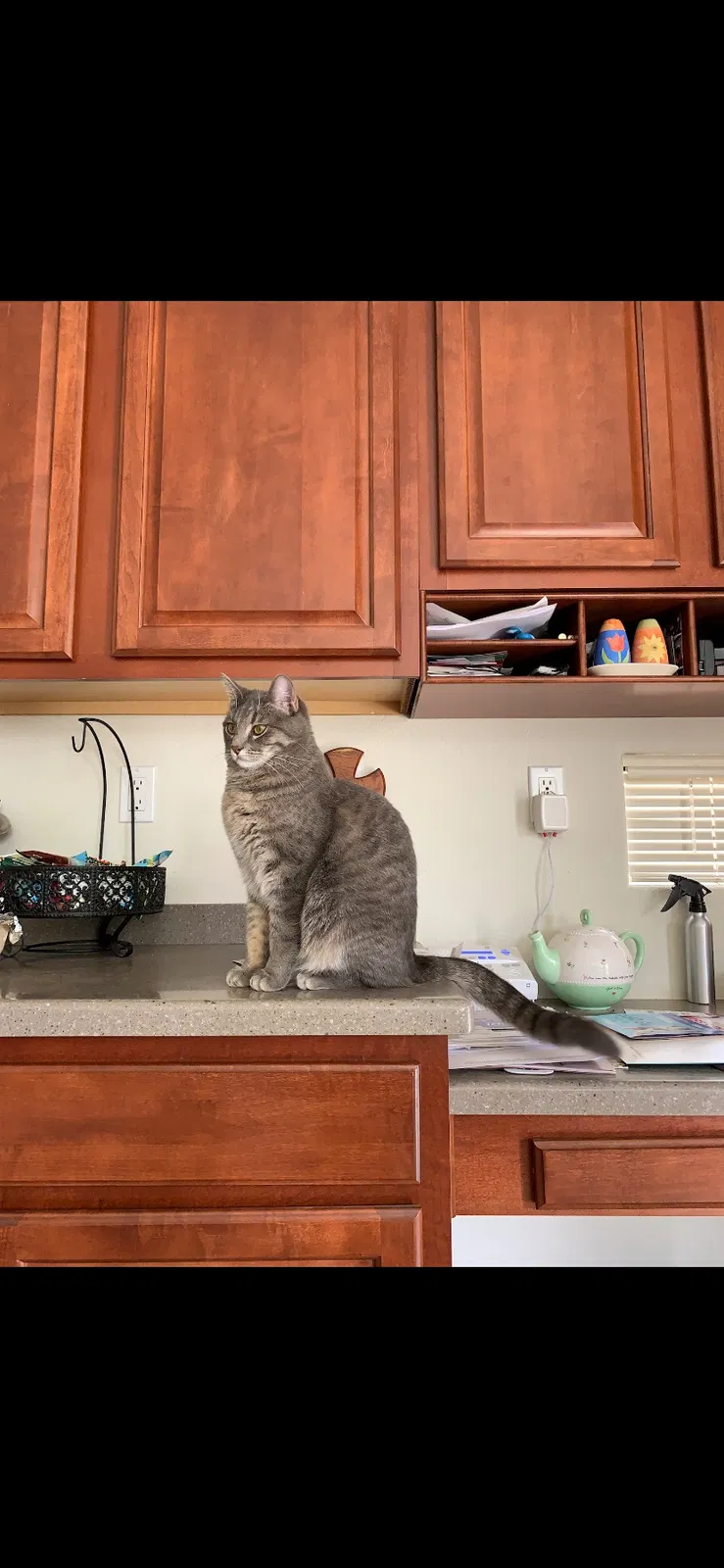 Lost cat in Albuquerque, NM, 87114