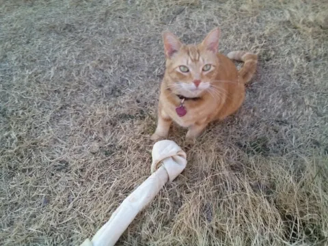 Lost cat in New Oxford, PA, 17350