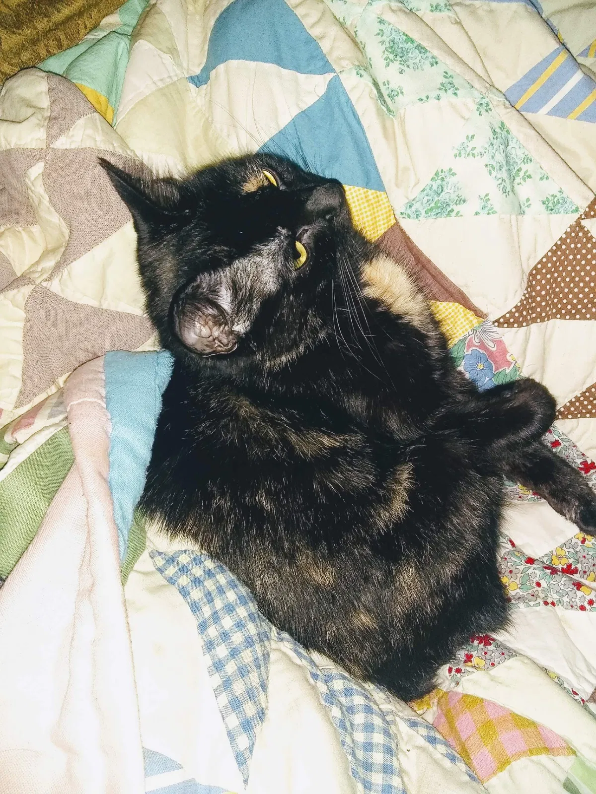 Lost cat in Marietta, GA, 30064