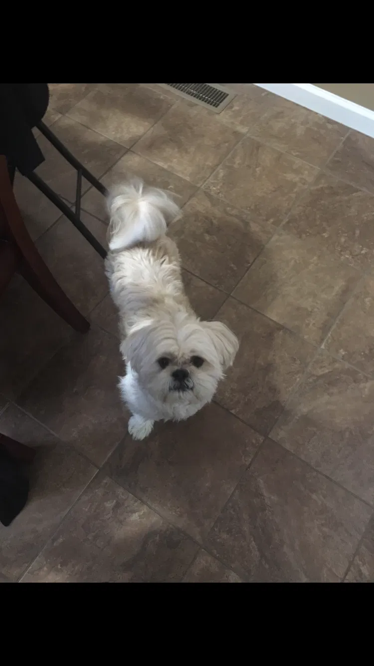 Lost dog in Shelbyville, TN, 37160