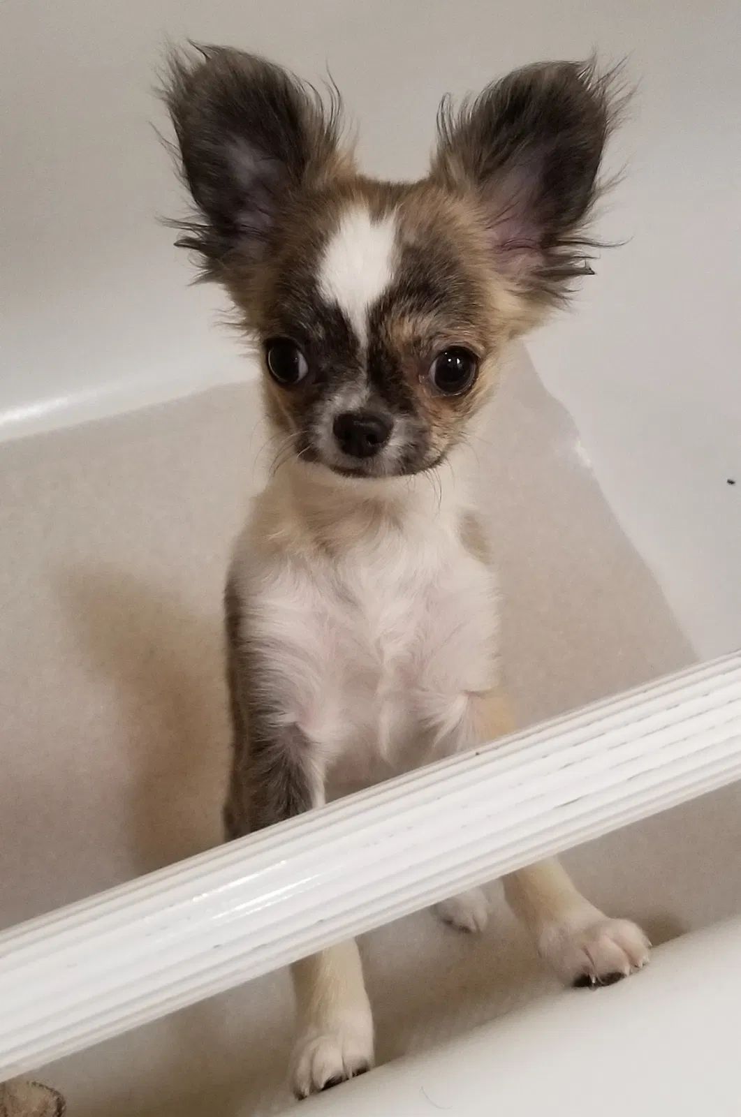 Lost dog in Duncanville, TX, 75137