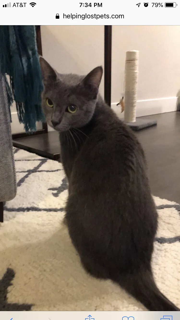 Lost cat in San Antonio, TX, 78257
