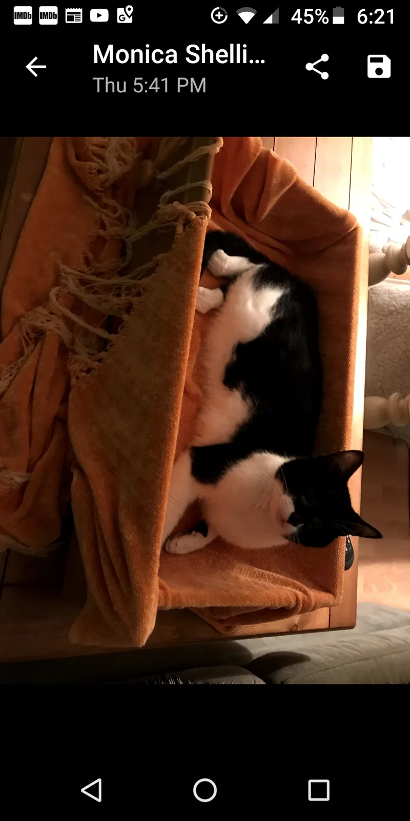 Lost cat in Jupiter, FL, 33469